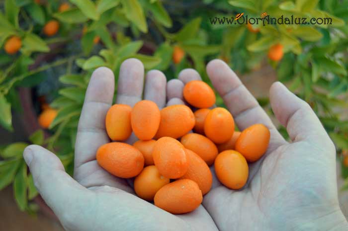 Bizcocho de kumquats o naranjas chinas