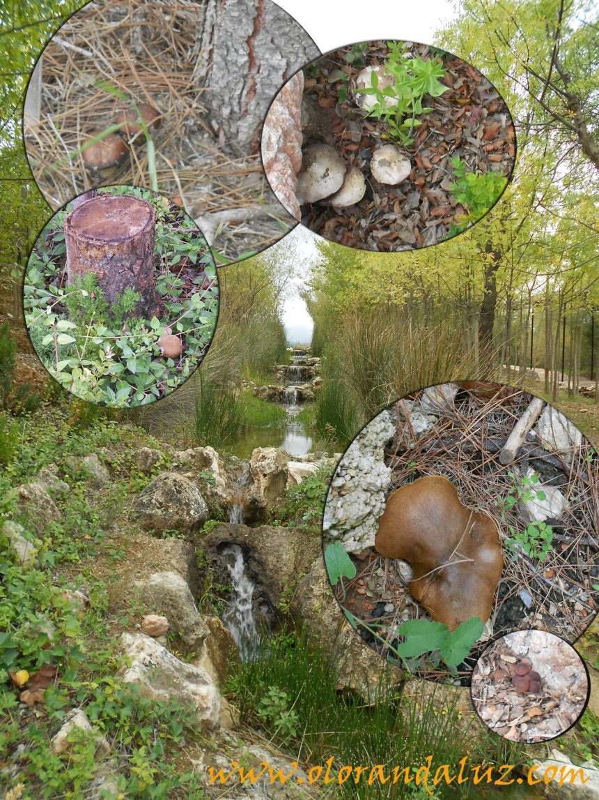 Jardin Micologico La Trufa
