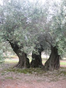 olivos-centenarios