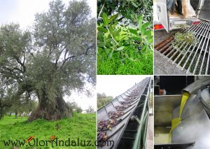 olivo-milenario-monda