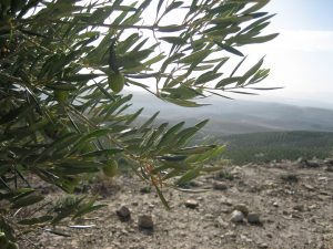 Torreparedones-Baena